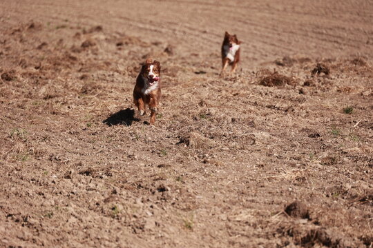 Two dogs are running in a field of dirt