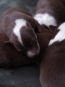 A group of puppies are sleeping on a bed