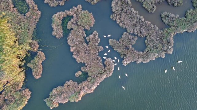 Aerial video of a pond filled with pink flamingos, showcasing beautiful bird patterns and a vibrant wetland habitat from above.