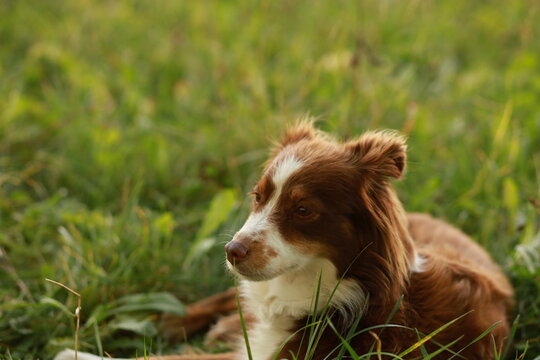 A brown and white dog is laying in the grass