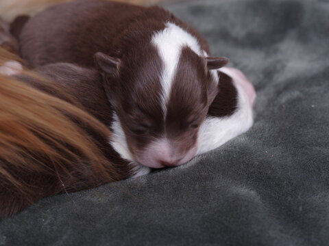 A brown and white puppy is sleeping on a blanket