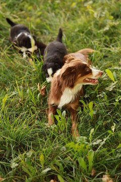 Three dogs are running through a field of grass