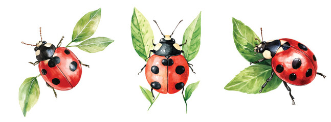 Minimal yet artistic elements for creative designs. hand-drawn paint, Simple Illustration, A beautiful painting of a ladybug on leaves, EPS format, isolated on a white background © sabart