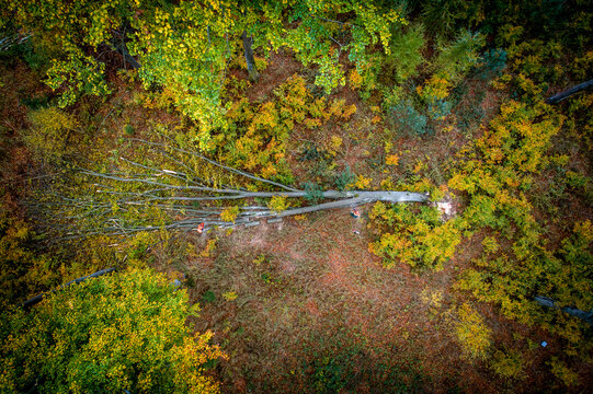 Aerial view of a fallen tree in an autumn forest with workers in orange safety vests clearing the trunk amidst colorful foliage Debrzno, Pomeranian Voivodeship, Poland.