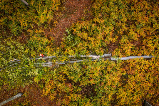 Aerial view of a worker in an orange jacket cutting a fallen tree trunk in a colorful autumn forest in Debrzno, Pomeranian Voivodeship, Poland.
