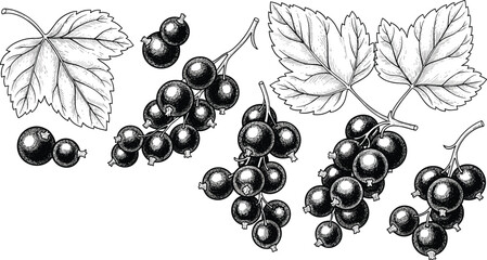 Detailed vintage hand drawn vector illustration set of fresh blackcurrant berry bunches and leaves isolated on transparent background © SNOW EVA