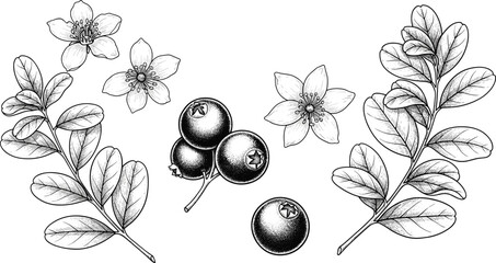 Hand drawn botanical vector illustration set of huckleberry branches leaves flowers and ripe berries isolated on transparent background © SNOW EVA