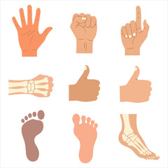 Fototapeta premium Human hands and feet anatomy collection featuring skeletal structure and palm prints in flat vector illustration style for medical education and science projects
