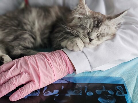 Veterinarian checks x-ray while a cat sleeps on the arm of a vet at an animal clinic