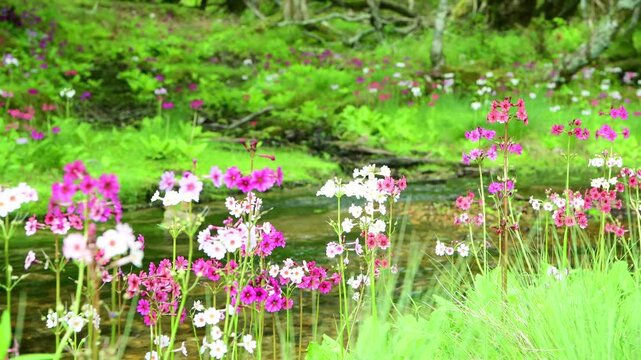 栃木県日光市　奥日光の千手ヶ浜に流れる川とクリンソウ