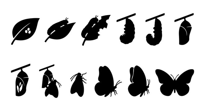 Butterfly Life Cycle Stages Vector Icons, Metamorphosis Process Silhouette Set