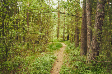 leśna ścieżka,wiosna  © Marcin Łazarczyk