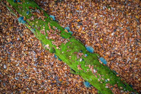 Aerial view of a fallen tree trunk covered in vibrant green moss and bracket fungi surrounded by a carpet of dry autumn leaves in Debrzno, Pomeranian Voivodeship, Poland.