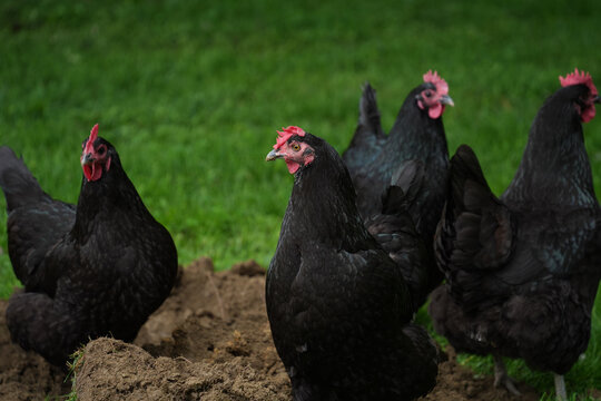 Free range, Australorp chickens discovering freshly dug dirt. Back yard, country setting.