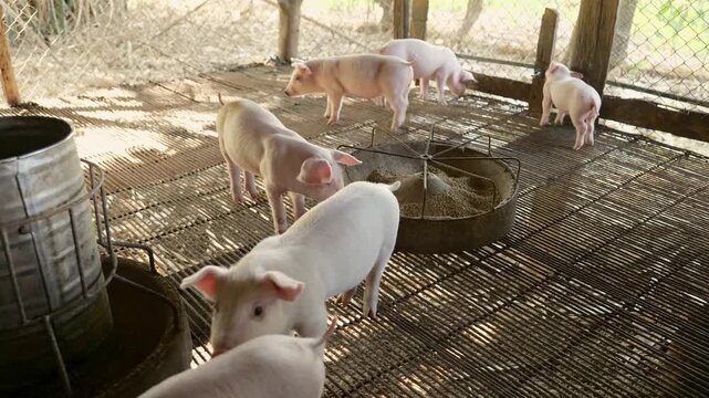 Young Piglets Eating Feed Together in Pig Farm, Livestock Agriculture