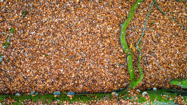 Aerial view of autumn forest floor covered in fallen brown leaves with a mossy tree trunk and small fungi Debrzno, Pomeranian Voivodeship, Poland.