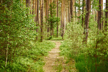leśna ścieżka,wiosna  © Marcin Łazarczyk