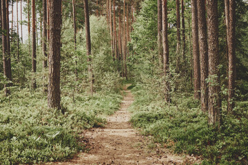 leśna ścieżka,wiosna  © Marcin Łazarczyk