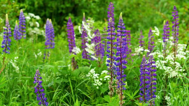 Blooming purple lupine flowers growing in lush green meadow during summer. Colorful wildflower field with natural light and soft background. Scenic countryside vegetation