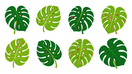 Set of green monstera leaves in flat vector style © Alan