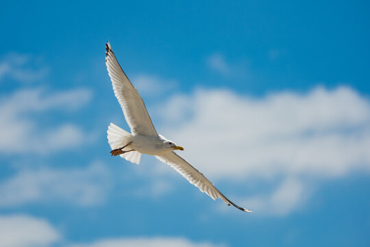 A beautiful white seagull (Herring Gull) in mid-flight, soaring gracefully with its wings fully extended against a vibrant blue sky with soft, blurred white clouds.