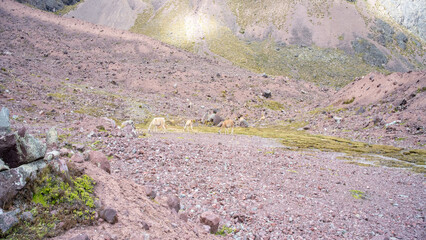 Alpacas grazing and running free in the mountainous landscape of Macusani, Puno, Peru. © frankhs