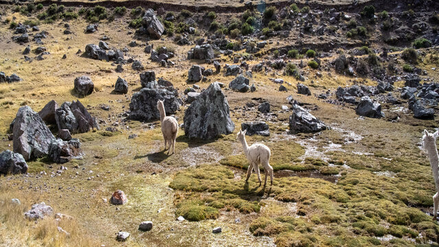 Alpacas grazing and running free in the mountainous landscape of Macusani, Puno, Peru.