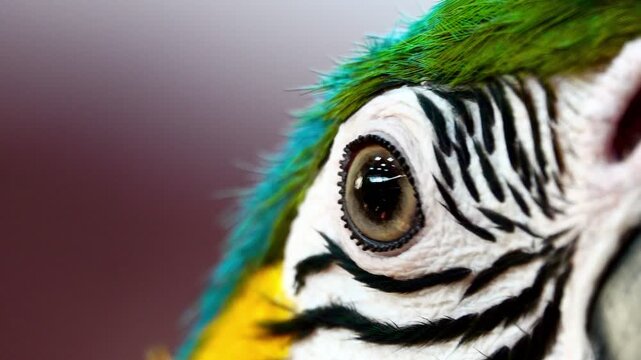 Extreme close-up footage of a blue and yellow macaw showing intricate feather patterns, eye detail and powerful beak in natural light.