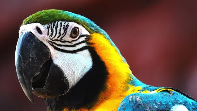 Extreme close-up footage of a blue and yellow macaw showing intricate feather patterns, eye detail and powerful beak in natural light.