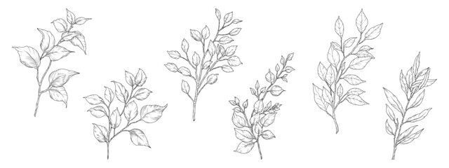 Fototapeta premium Tree branches with leaves sketch. Black floral elements hand-drawn in line art style. Vector illustration isolated on white background