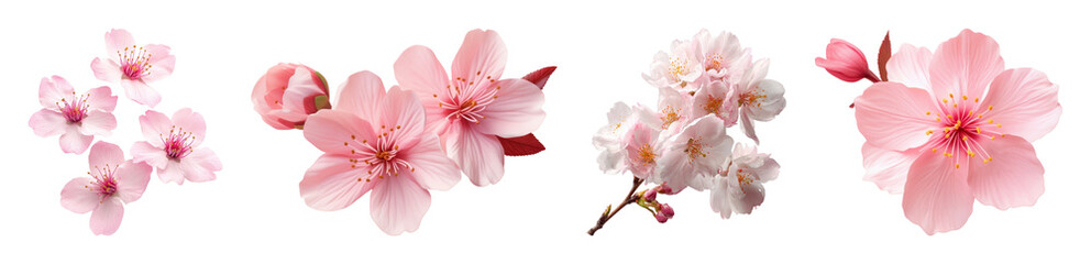 Obraz premium PNG Delicate pink cherry blossoms on transparent background