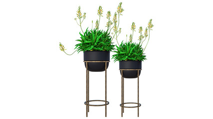 Tall aloe vera plants with yellow blooming spikes in dark decorative pots standing on metal stands on transparent. © ArchZone BD