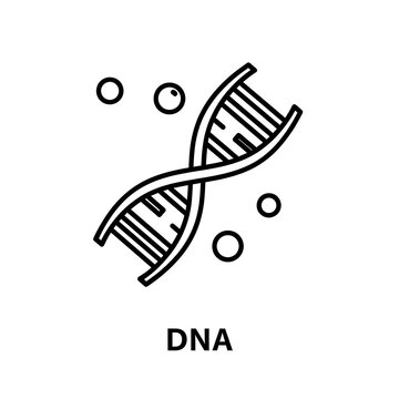 Minimalist black line icon representing a DNA double helix structure with genetics molecule chromosome research structure scientific laboratory evolution nucleotide genotype biotechnology