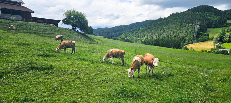 K&uuml;he auf der Weide
