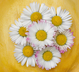 Obraz premium One white daisy flower isolated on white background. Flat lay, top view. Floral pattern, object
