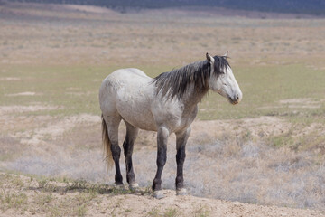 Obraz premium Wild Horse in the Utah Desert in Springtime