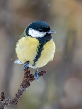 Great tit (Parus major) in winter.
