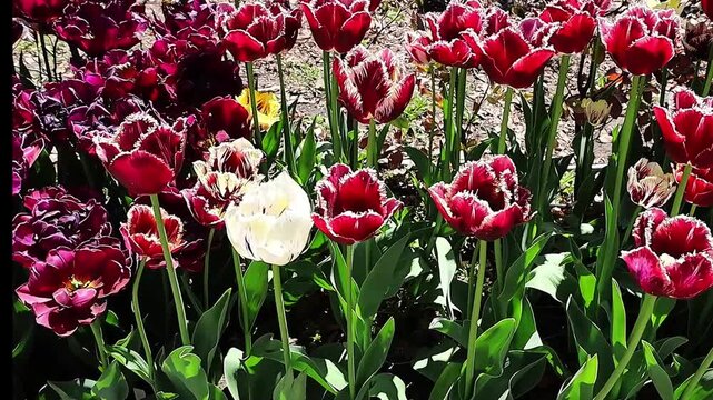 Vibrant Red and White Tulips Blooming in a Sunny Garden Bed
