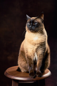 Mekong bobtail cat sitting on wooden stool in studio portrait lighting
