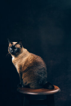 Blue-eyed Mekong bobtail cat sitting on stool in dark studio