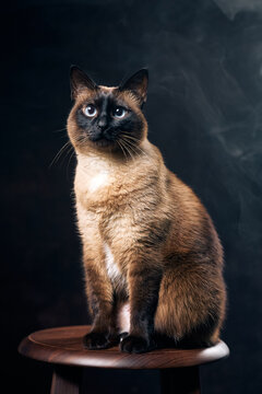 Mekong bobtail cat sitting on stool in smoky studio portrait