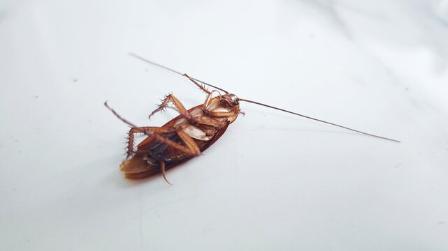 Close-up of a cockroach lying on its back on a white surface, illustrating household pests, infestation risks, and sanitation concerns