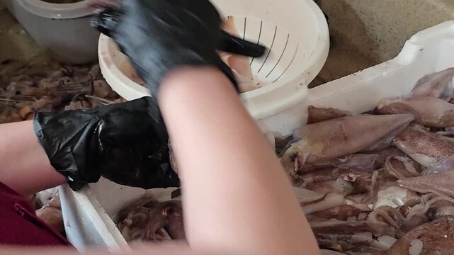 Chef hand in black glove cleaning raw fresh squid over plastic container preparing delicious seafood in professional restaurant kitchen culinary cooking industry concept.