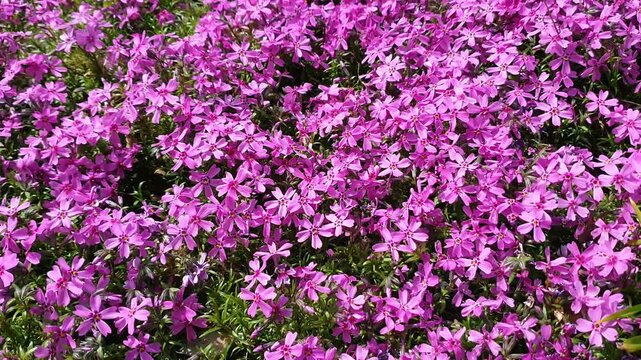 Close-up of lush blooming decorative creeping plant Phlox subulata with pink purple flowers growth on flowerbed at sunny spring day. Springtime floral natural background pattern, shallow focus.