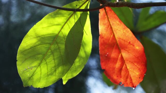 A close-up footage of vibrant green and orange leaves hanging from a tree branch