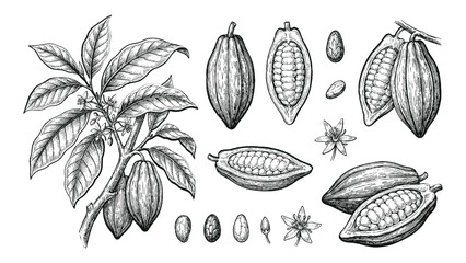 A detailed black and white engraving of cacao pods, beans, flowers, and leaves, illustrating the botanical aspects of the cacao plant. © Hand Made