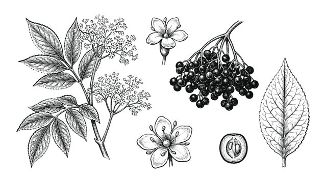 Hand drawn botanical illustration of elderberry plant. Set of elderberry flowers, leaves and berries isolated on white background. Vector illustration.
