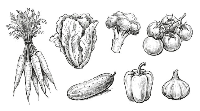 Hand drawn vegetable sketch set with carrot lettuce broccoli