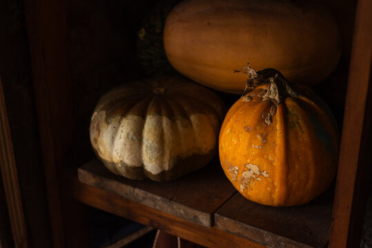 Variety of harvested pumpkins and squashes stored on a rustic wooden shelf.