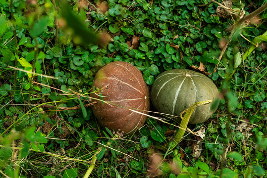 Top view of squashes growing on the ground among green weeds and foliage in an orchard patch.